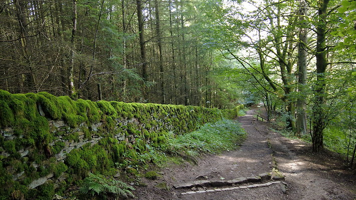 MacclesfieldForest2025003