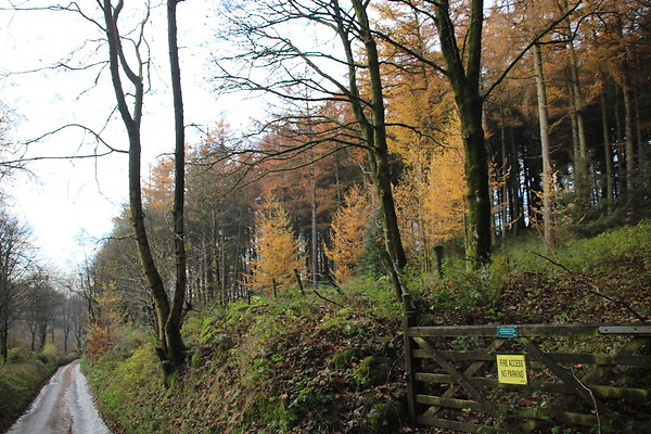 Macclesfield Forest046