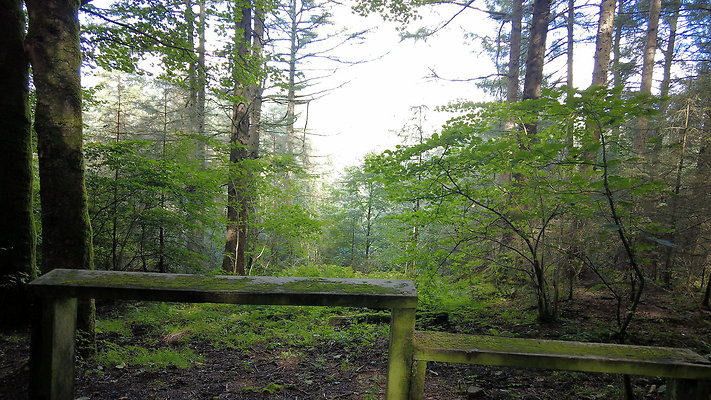 MacclesfieldForest2025005