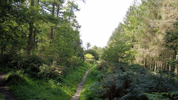 MacclesfieldForest2025039