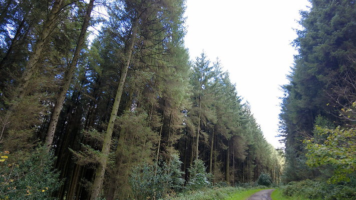 MacclesfieldForest2025054 MacclesfieldForest2025054