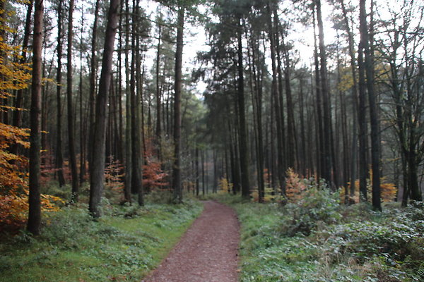 Macclesfield Forest029
