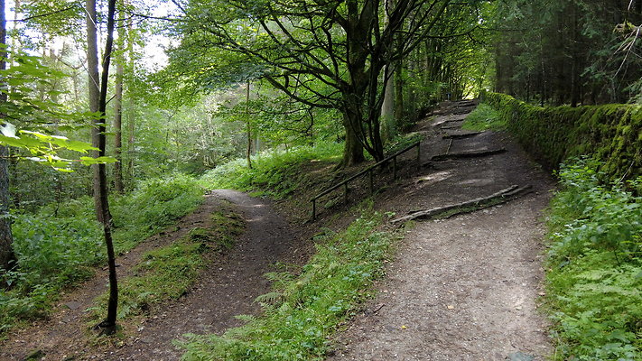 MacclesfieldForest2025001