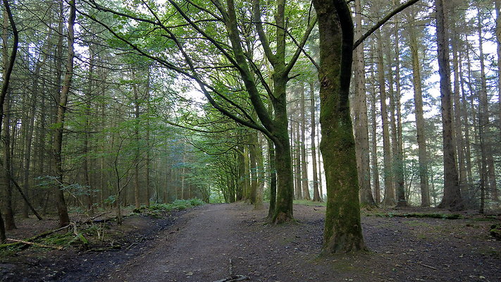 MacclesfieldForest2025011