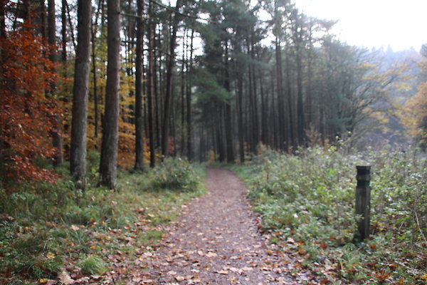 Macclesfield Forest031