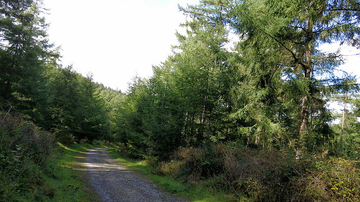 MacclesfieldForest2025025