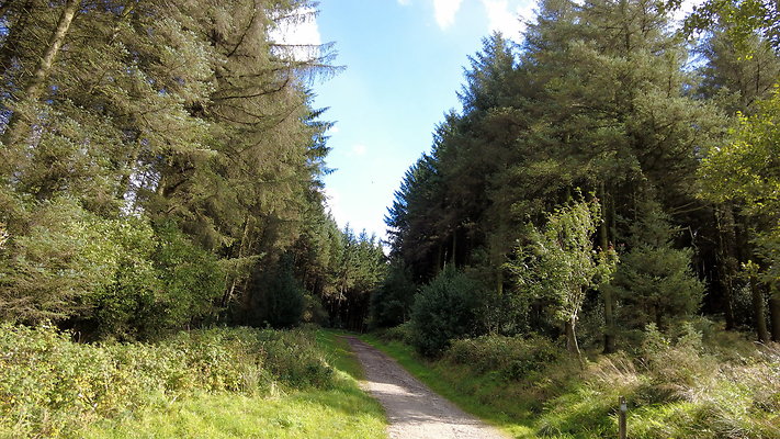 MacclesfieldForest2025051
