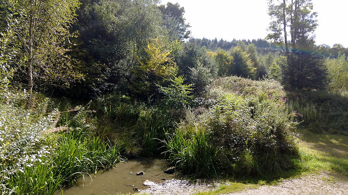 MacclesfieldForest2025016