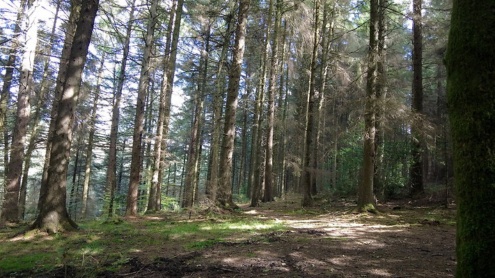 MacclesfieldForest2025009