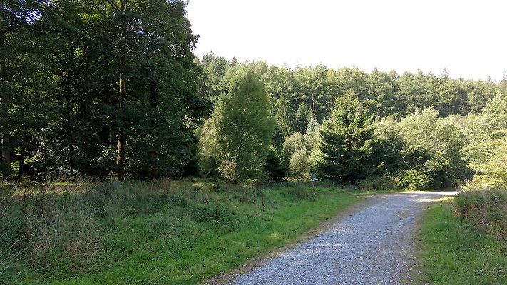 MacclesfieldForest2025028