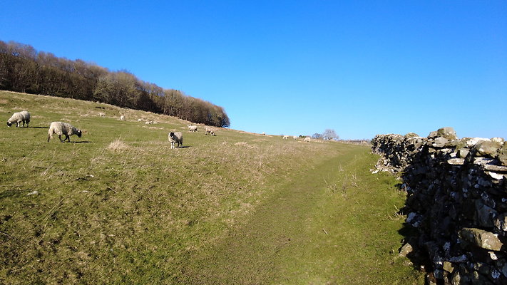 StepsWoodMarkse20 StepsWoodMarkse20