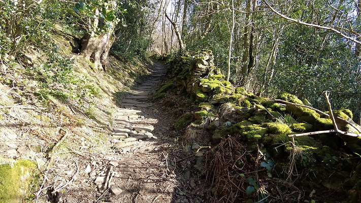 StepsWoodMarkse11 StepsWoodMarkse11