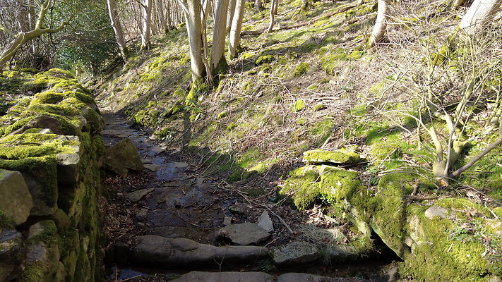 StepsWoodMarkse17 StepsWoodMarkse17