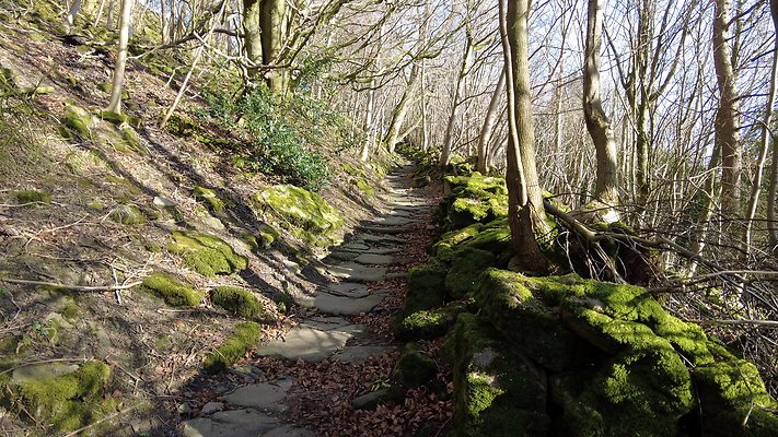 StepsWoodMarkse16 StepsWoodMarkse16