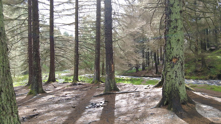 SnakeForest022