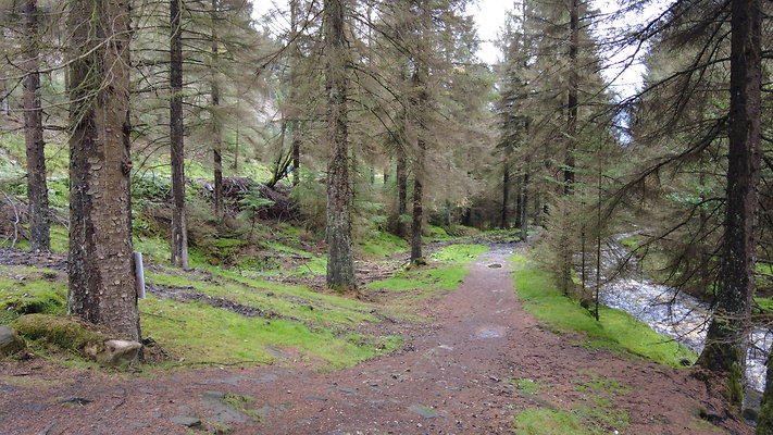 SnakeForest040
