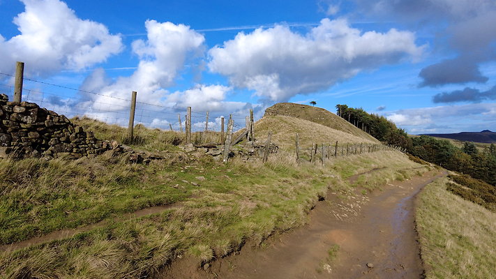 MamTor25033