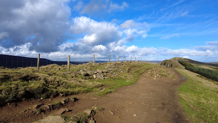 MamTor25038