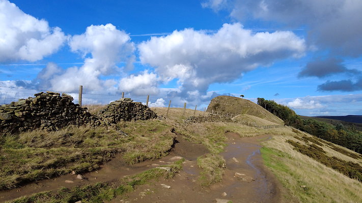 MamTor25034