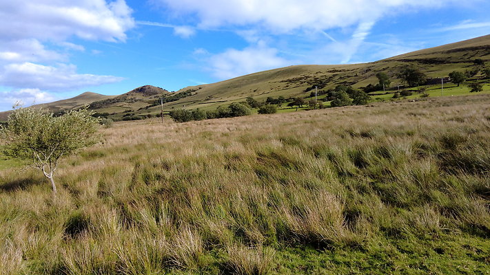 MamTor25074