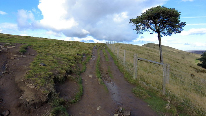 MamTor25021