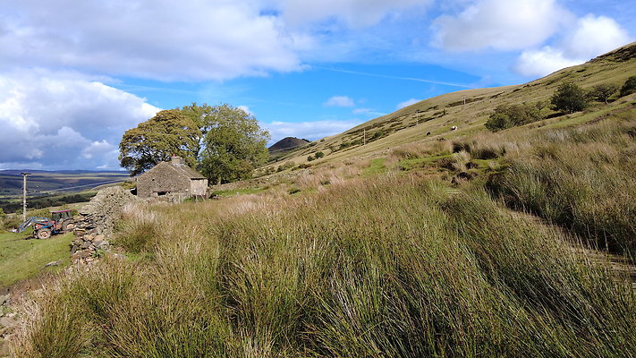 MamTor25070