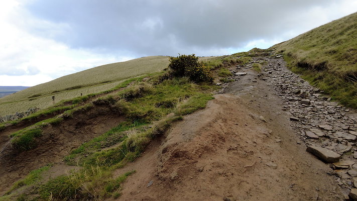 MamTor25043