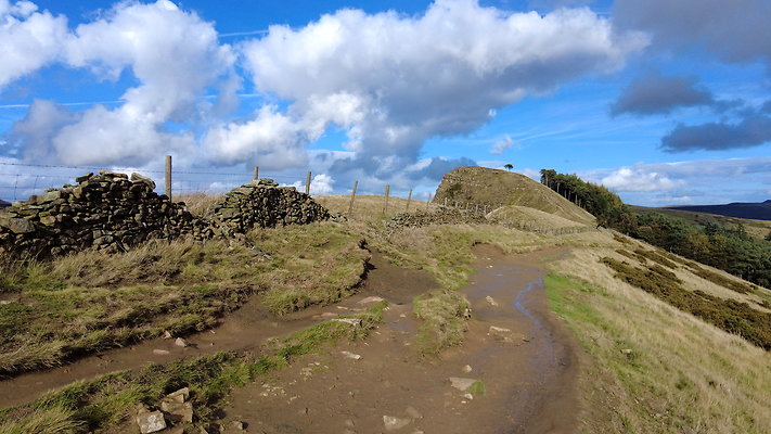 MamTor25035