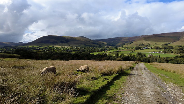 MamTor25071