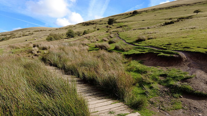 MamTor25069