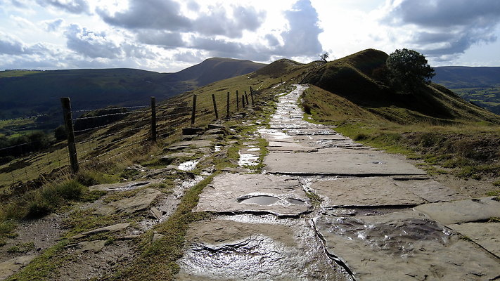 MamTor25026