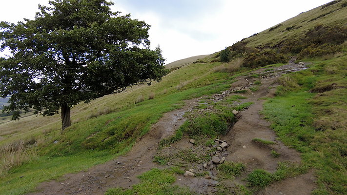 MamTor25045