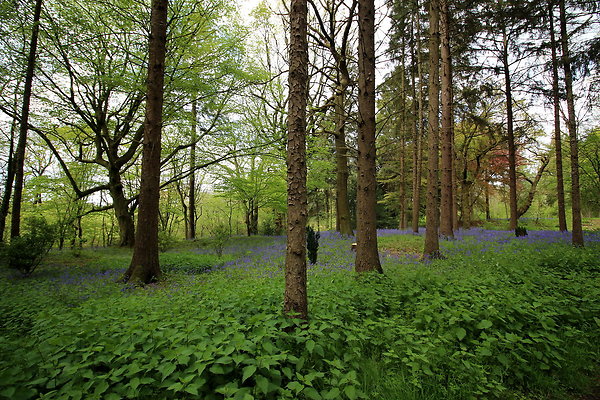 Macclesfield - Capesthorne Estate