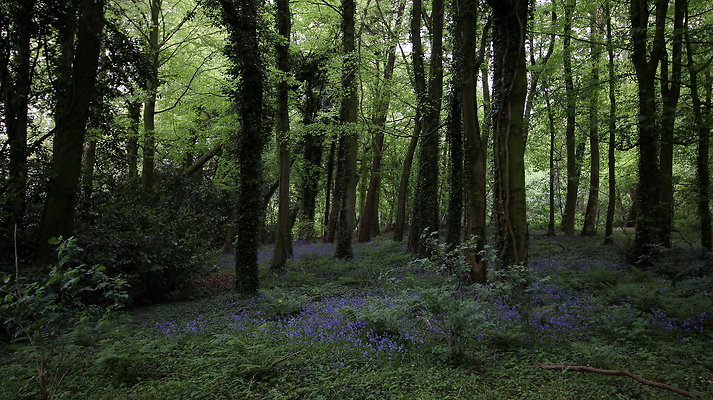 cholmondley052 cholmondley052