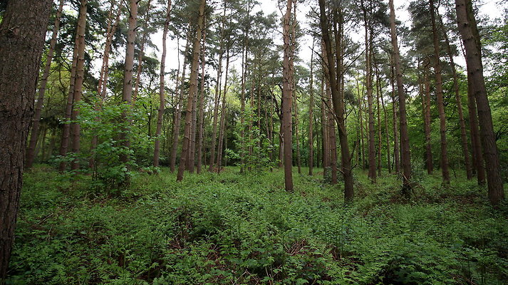 cholmondley007 cholmondley007