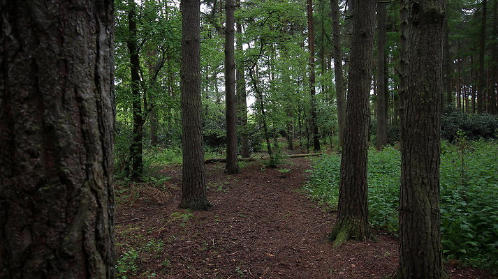 cholmondley041 cholmondley041