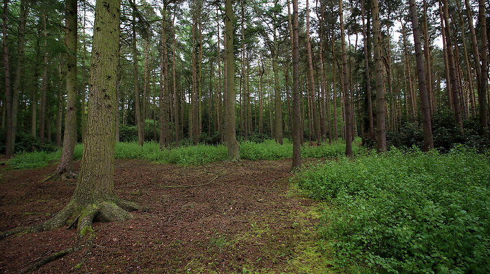 cholmondley028 cholmondley028