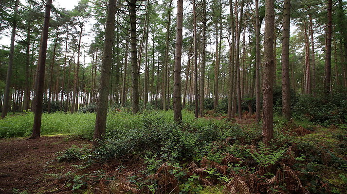 cholmondley033 cholmondley033