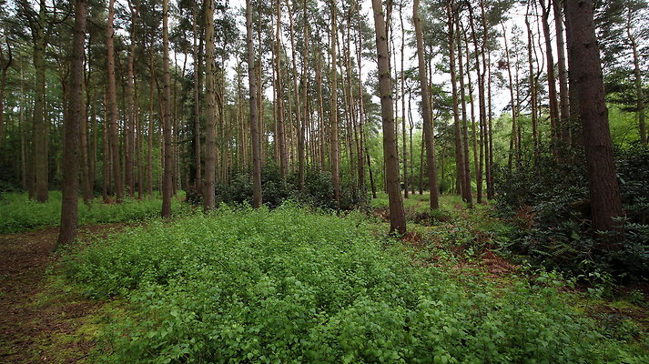 cholmondley029 cholmondley029