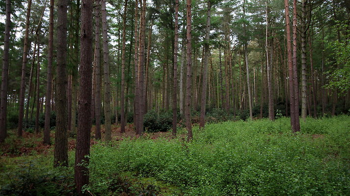 cholmondley024 cholmondley024