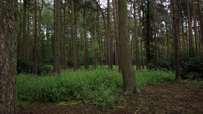 cholmondley038 cholmondley038