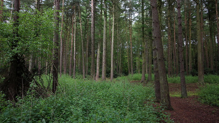 cholmondley043 cholmondley043