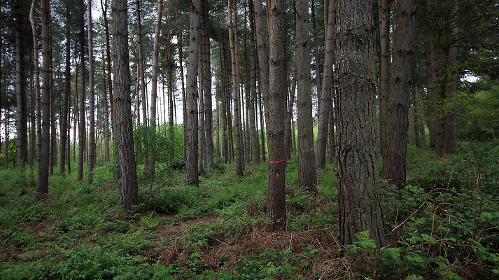 cholmondley019 cholmondley019