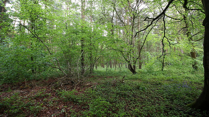 cholmondley005 cholmondley005