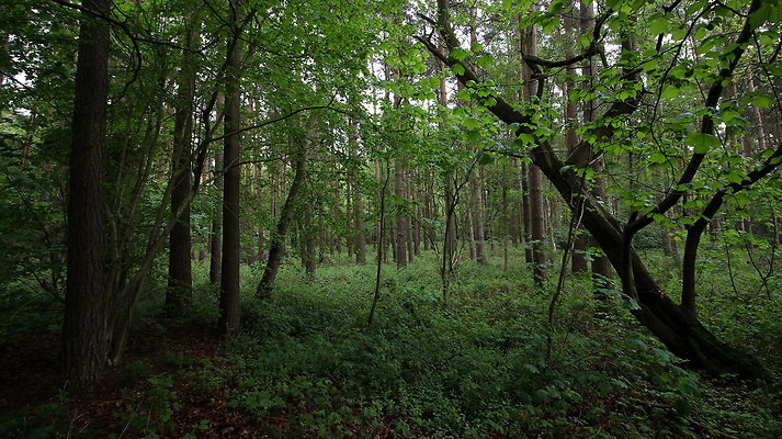 cholmondley013 cholmondley013