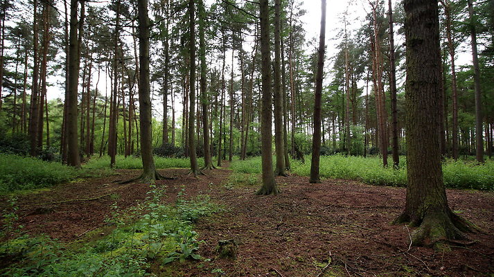 cholmondley032 cholmondley032