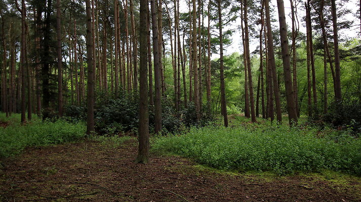 cholmondley039 cholmondley039