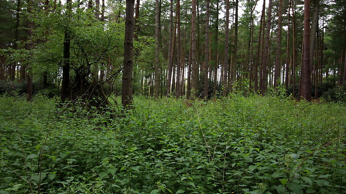 cholmondley040 cholmondley040