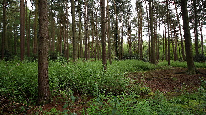 cholmondley031 cholmondley031