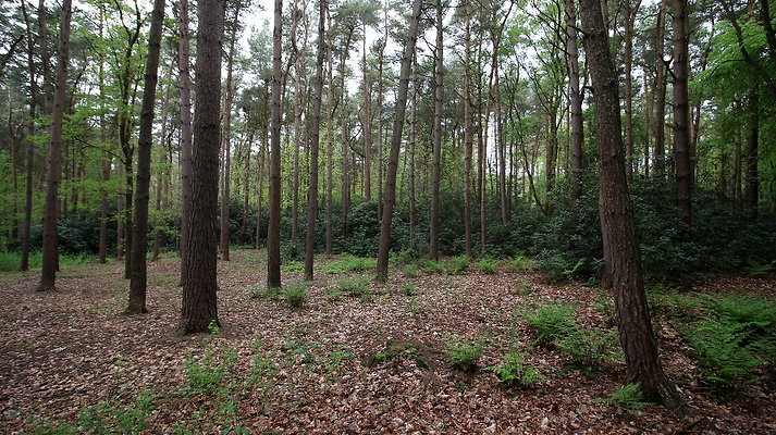 cholmondley016 cholmondley016